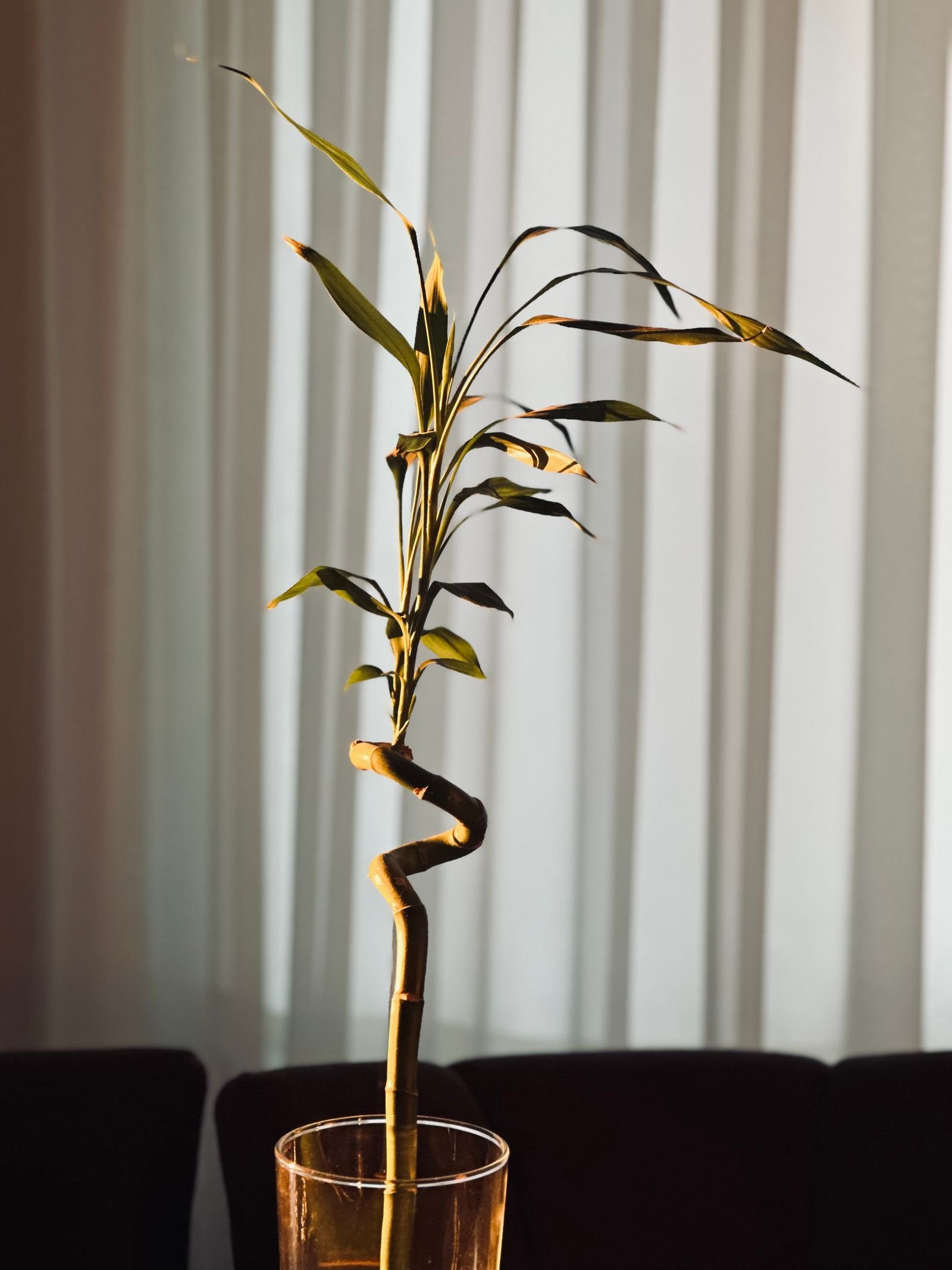 Haste única de bambu da sorte em vaso de vidro, iluminada pela luz dourada do entardecer