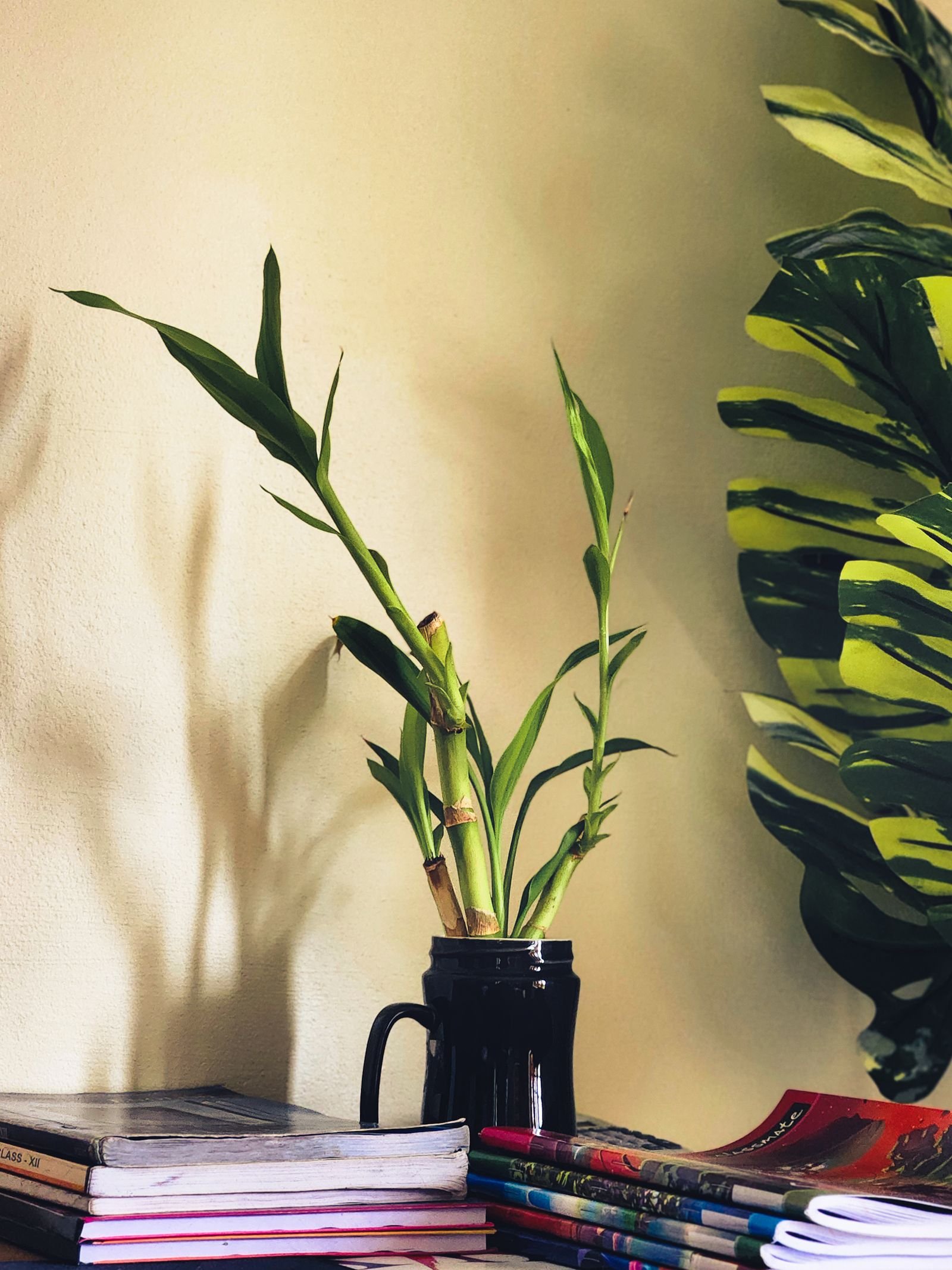 Bambu-da-sorte em vaso escuro, ao lado de uma monstera, em ambiente aconchegante com luz quente