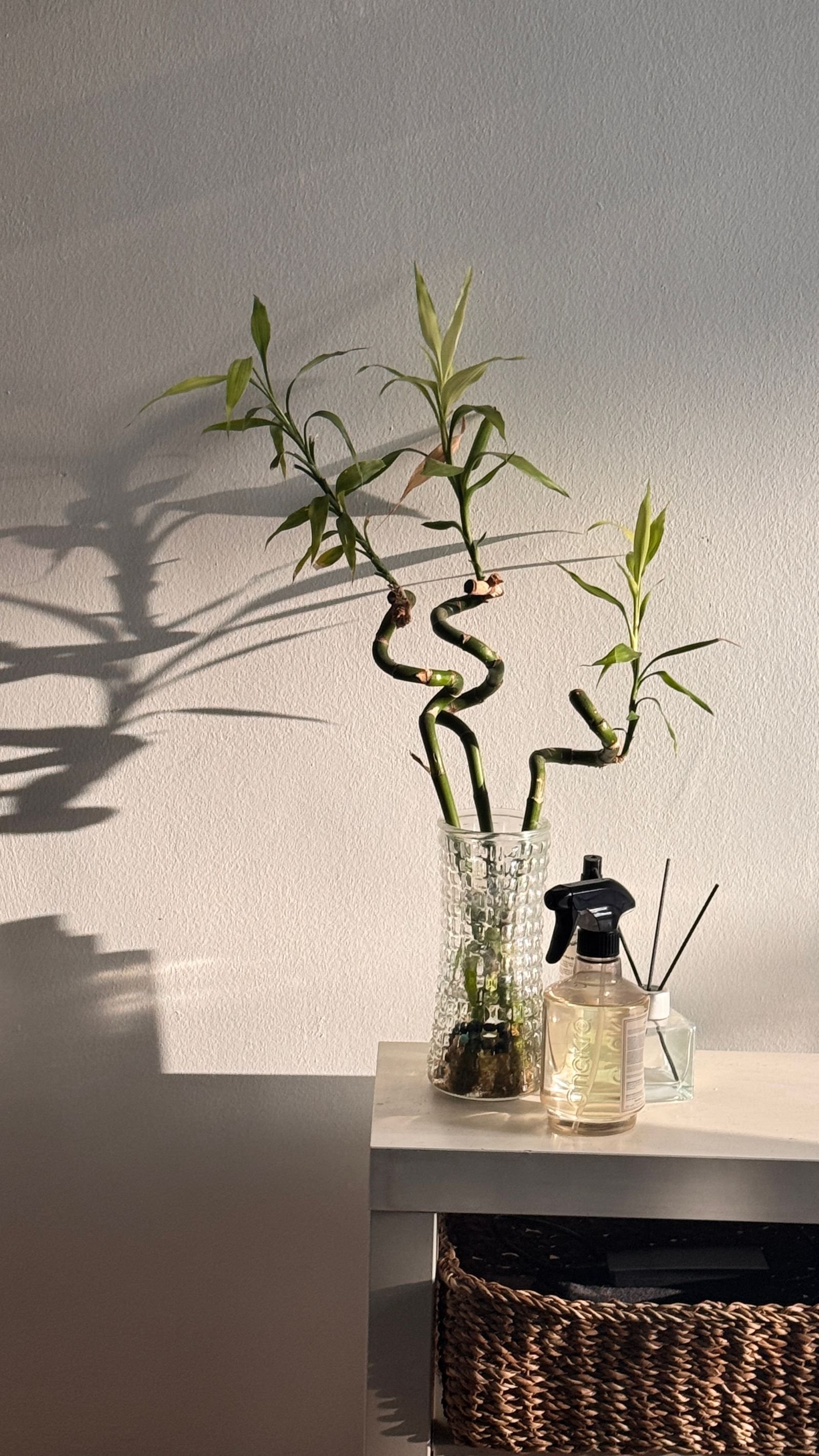 Três hastes de bambu da sorte em vaso de vidro trançado, com luz suave da tarde e difusor ao lado