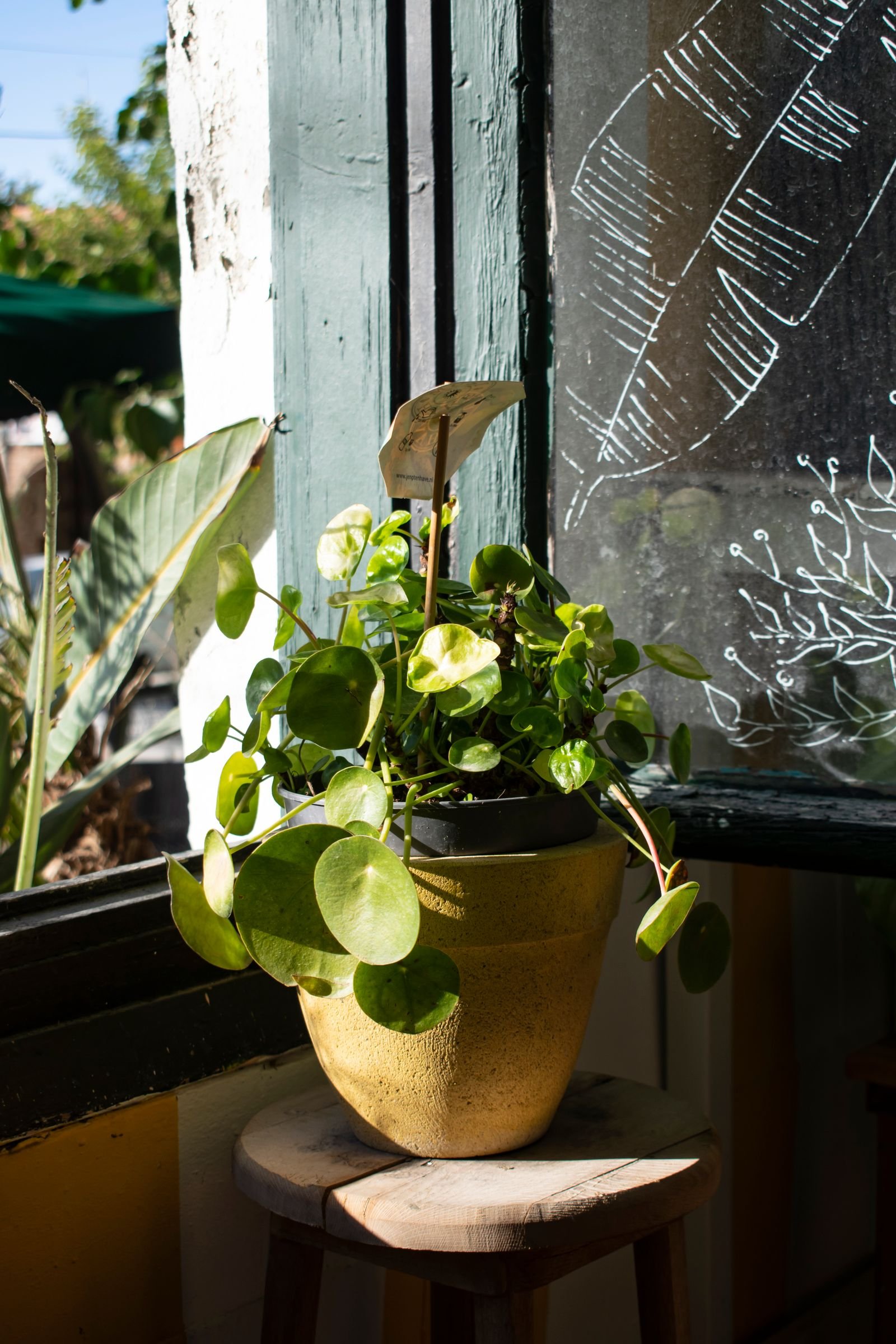 Planta do dinheiro (Pilea) iluminada pela luz do sol em um cantinho da casa, sobre um banco de madeira