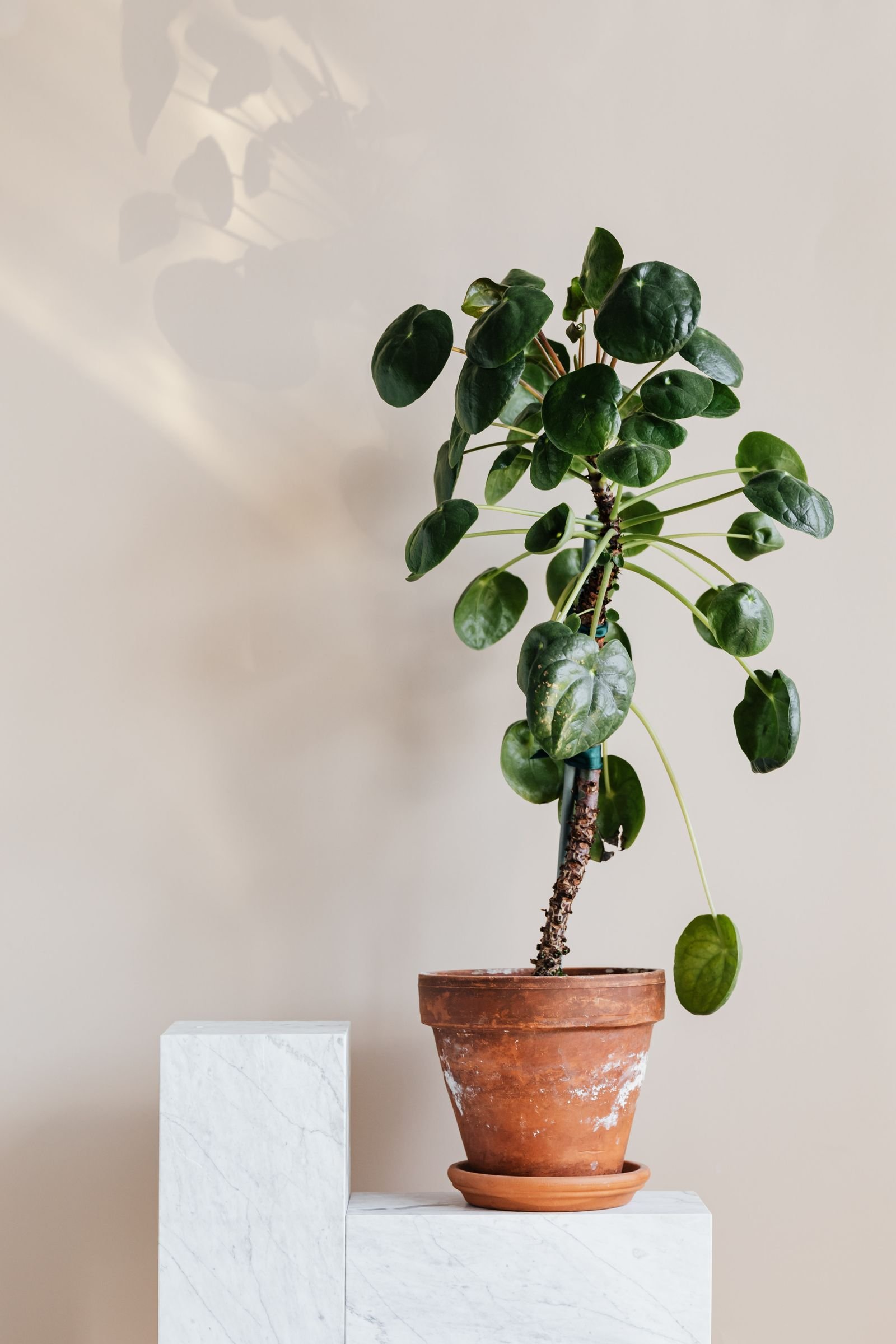 Pilea, a planta do dinheiro, em vaso de barro sobre pedestal de mármore, em parede clara e luz suave