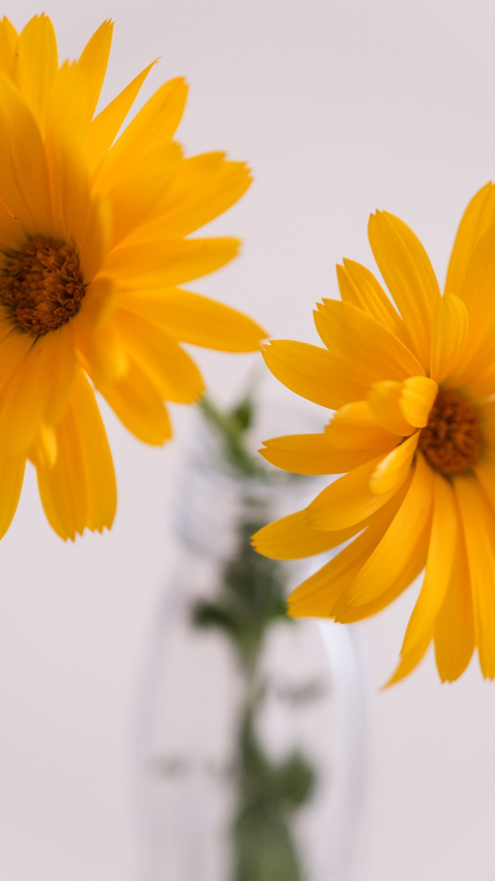 Flores amarelas e alaranjadas em vaso de vidro simples, contra fundo claro