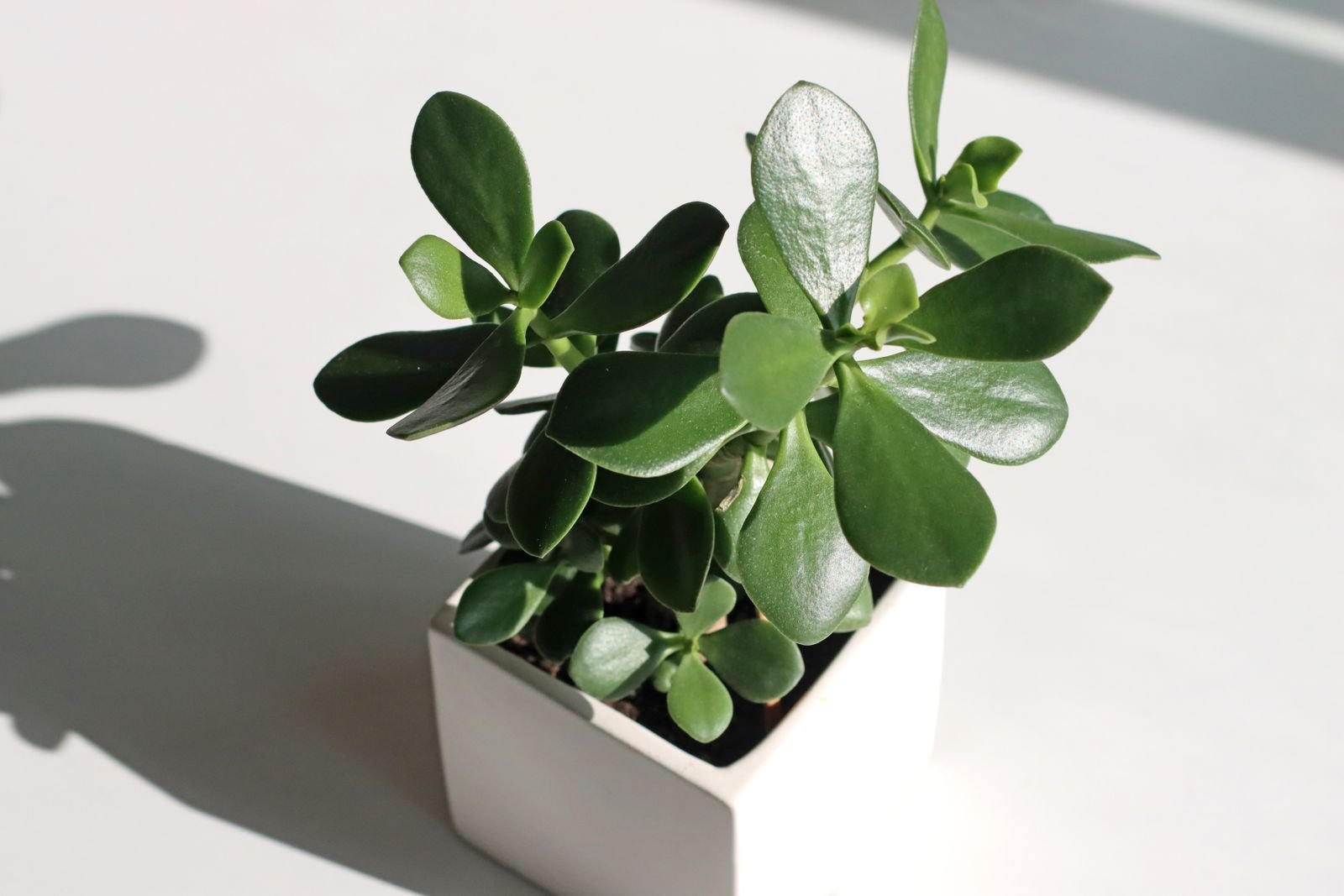 Jade (Crassula ovata) saudável em vaso branco, com luz natural e sombra suave sobre a mesa